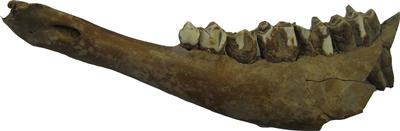 Jaw from Neolithic cattle
